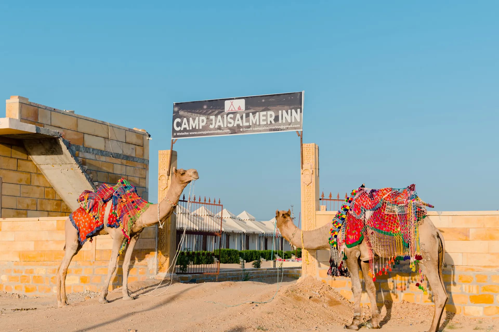 Camel Safari