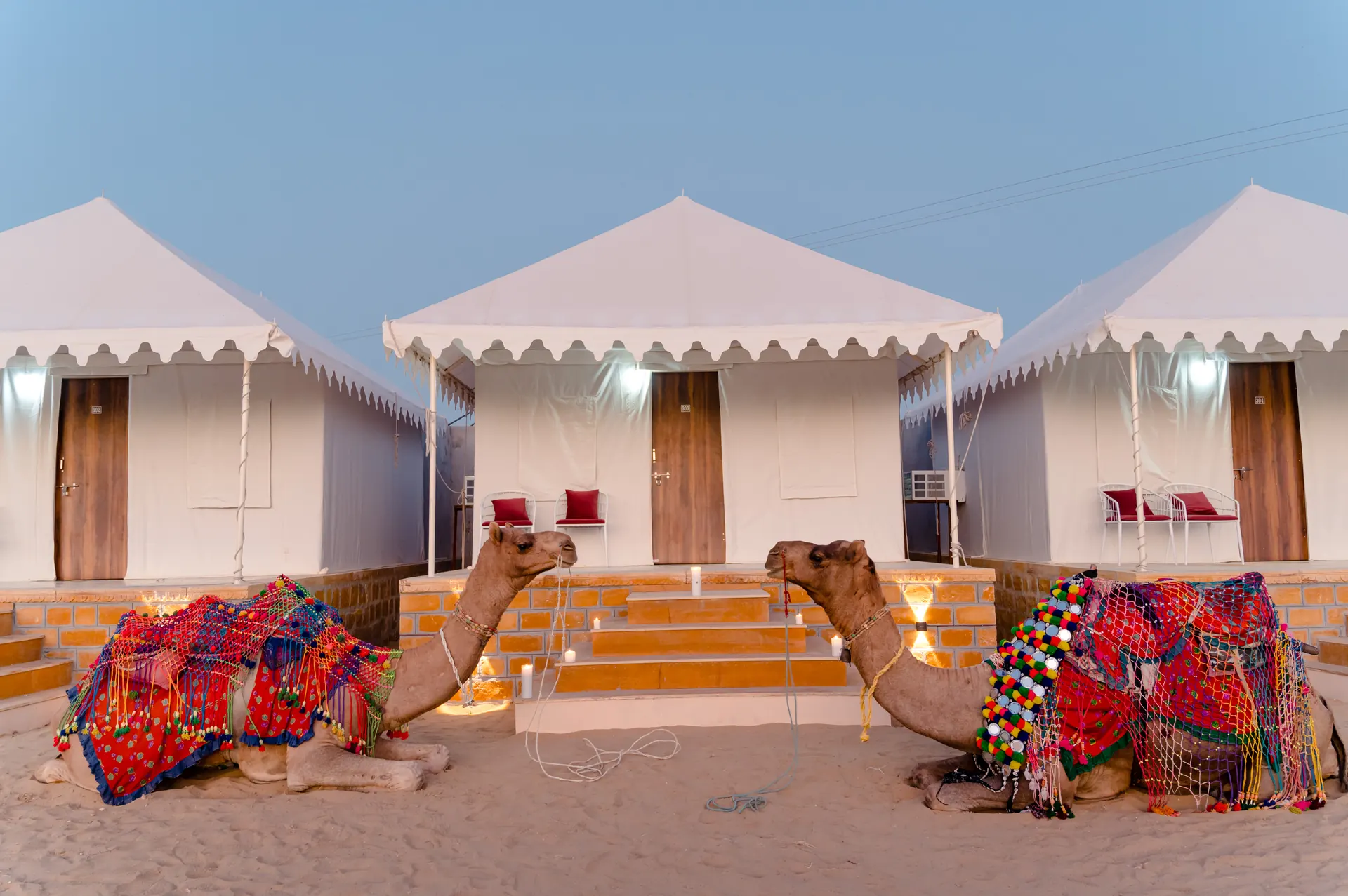 Swiss tents with camels at dusk
